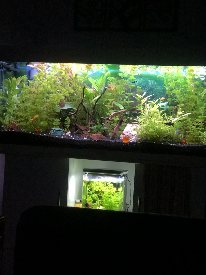 Photographie du post de Vegetonks 