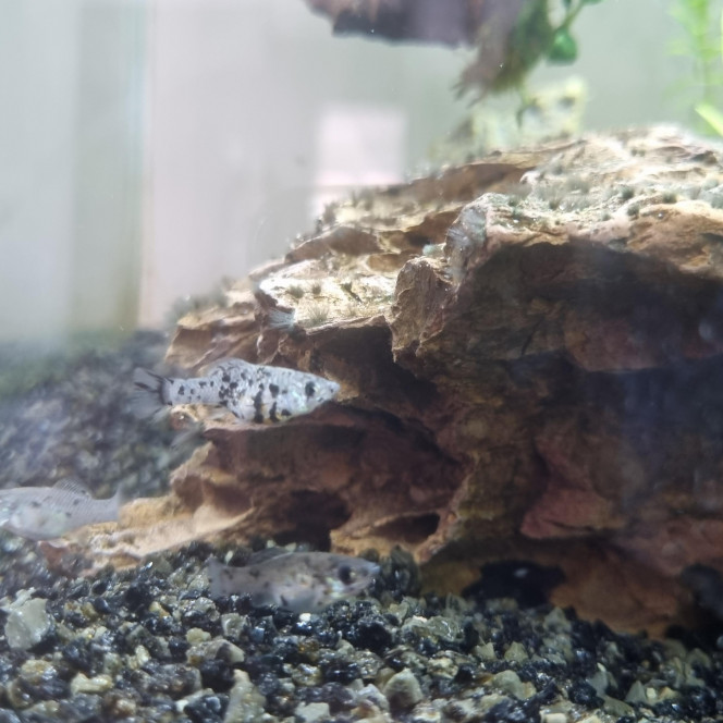 Photographie du post de BertXR 