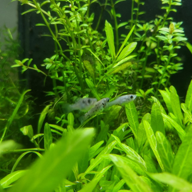 Photographie du post de BertXR 