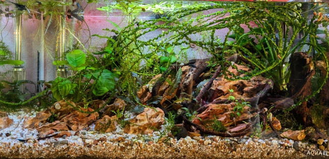 Lumière d'équinoxe Autour des équinoxes le soleil couchant éclaire mes bacs d'une lumière dorée. 
Les couleurs ferrique des Okho Stones rendent particulièrement bien.