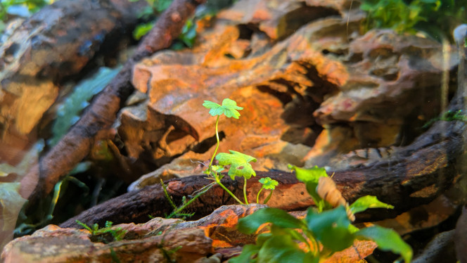 Lumière d'équinoxe Autour des équinoxes le soleil couchant éclaire mes bacs d'une lumière dorée. 
Les couleurs ferrique des Okho Stones rendent particulièrement bien.