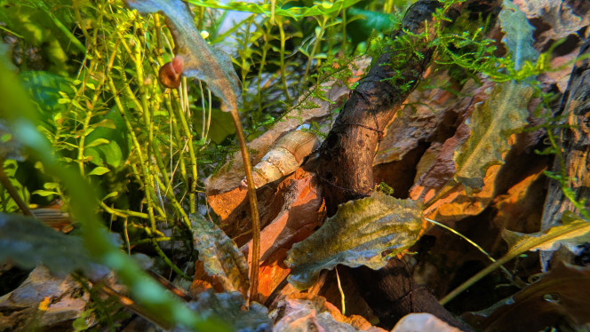 Lumière d'équinoxe Autour des équinoxes le soleil couchant éclaire mes bacs d'une lumière dorée. 
Les couleurs ferrique des Okho Stones rendent particulièrement bien.