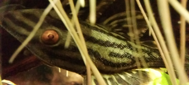 Photographie du post de STK54 