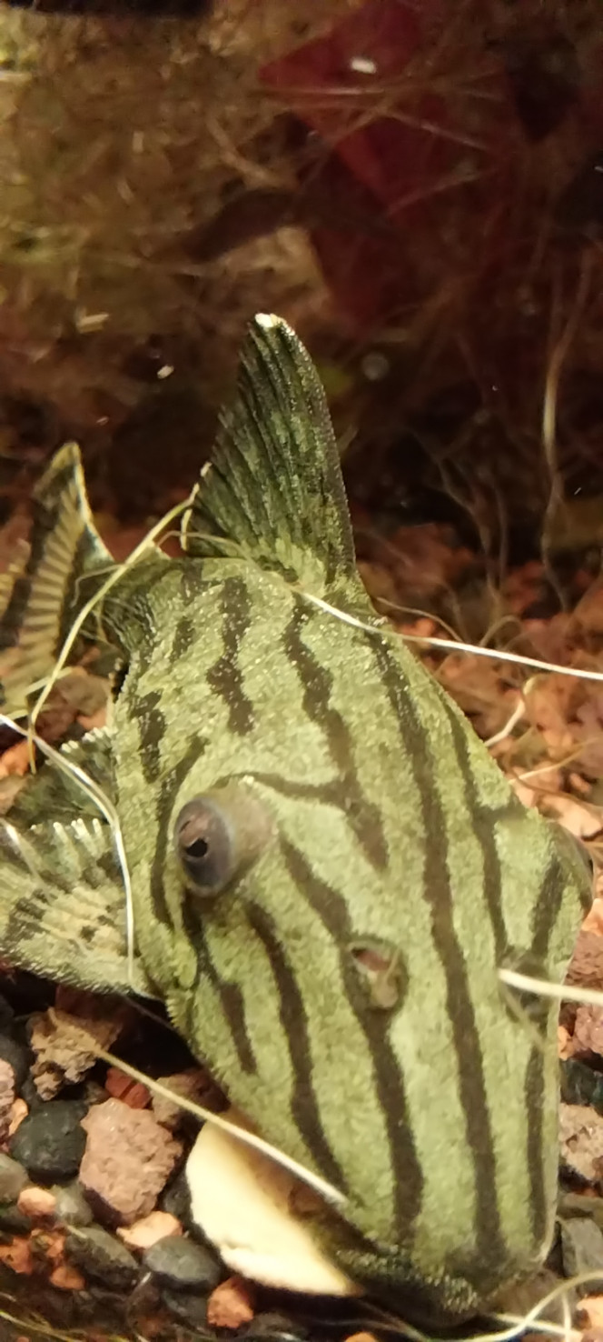 Photographie du post de STK54 