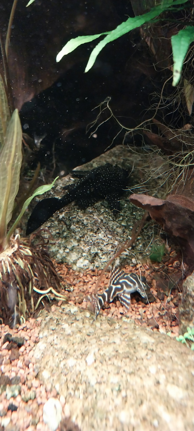 Photographie du post de STK54 