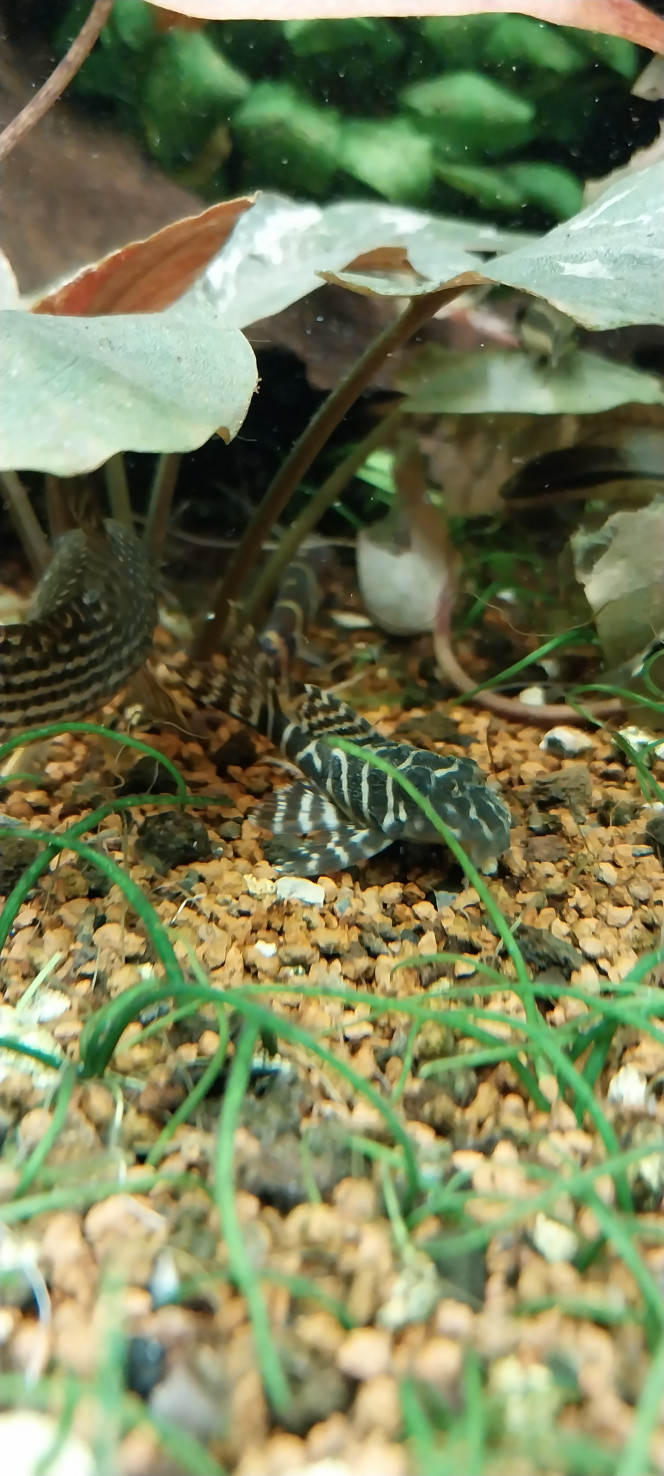 Photographie du post de STK54 