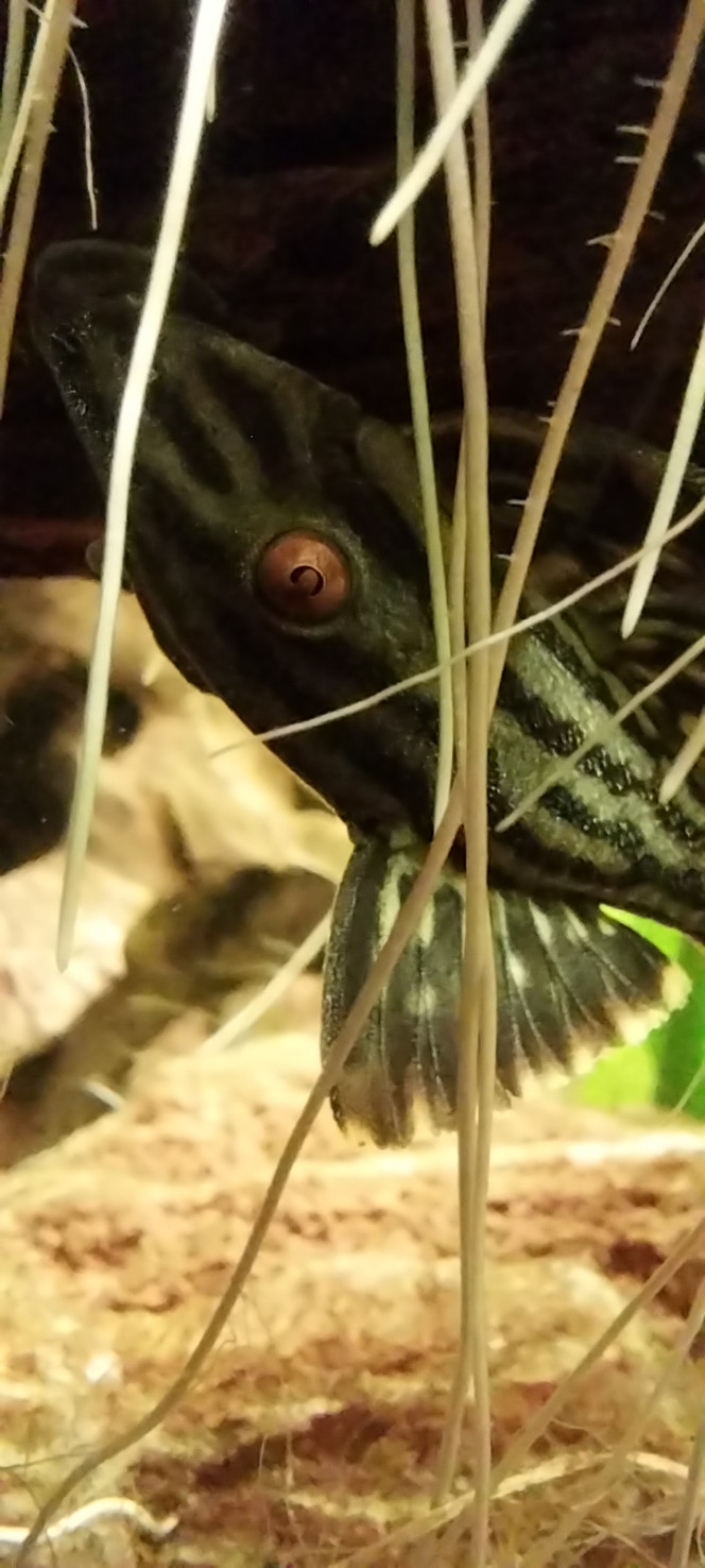 Photographie du post de STK54 