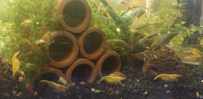 Ah les creu creu creuuu Et beh ca y va les zoé de toutes tailles (zoé/juvéniles...).
Encore une dizaine de femelles grainees.
Elles sont comme des coqs en pates dans cet aqua spé