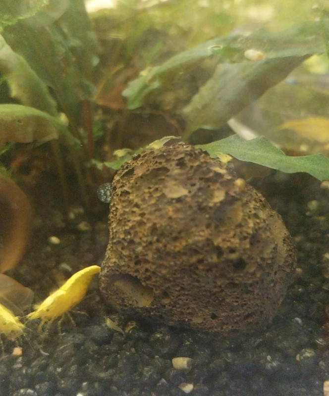 Ah les creu creu creuuu Et beh ca y va les zoé de toutes tailles (zoé/juvéniles...).
Encore une dizaine de femelles grainees.
Elles sont comme des coqs en pates dans cet aqua spé