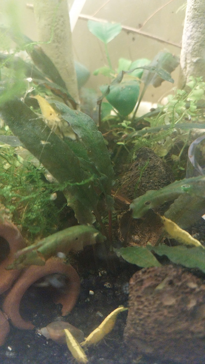 Ah les creu creu creuuu Et beh ca y va les zoé de toutes tailles (zoé/juvéniles...).
Encore une dizaine de femelles grainees.
Elles sont comme des coqs en pates dans cet aqua spé