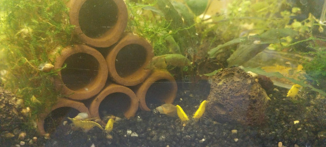 Ah les creu creu creuuu Et beh ca y va les zoé de toutes tailles (zoé/juvéniles...).
Encore une dizaine de femelles grainees.
Elles sont comme des coqs en pates dans cet aqua spé