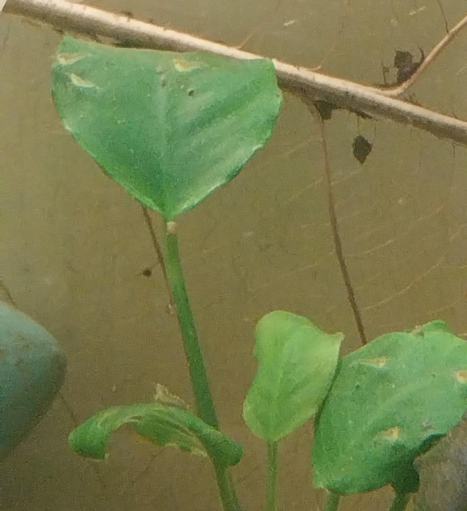 Ah les creu creu creuuu Et beh ca y va les zoé de toutes tailles (zoé/juvéniles...).
Encore une dizaine de femelles grainees.
Elles sont comme des coqs en pates dans cet aqua spé