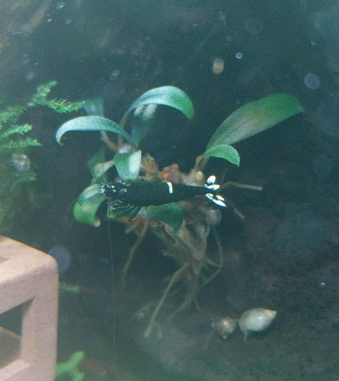 Ah les creu creu creuuu dans leur comportements Mes ptites blue/black panda
4 femelles de grainées. Il me tarde de voir les 1er zoé voir leur différents "patron" ???
Roulette russe ?