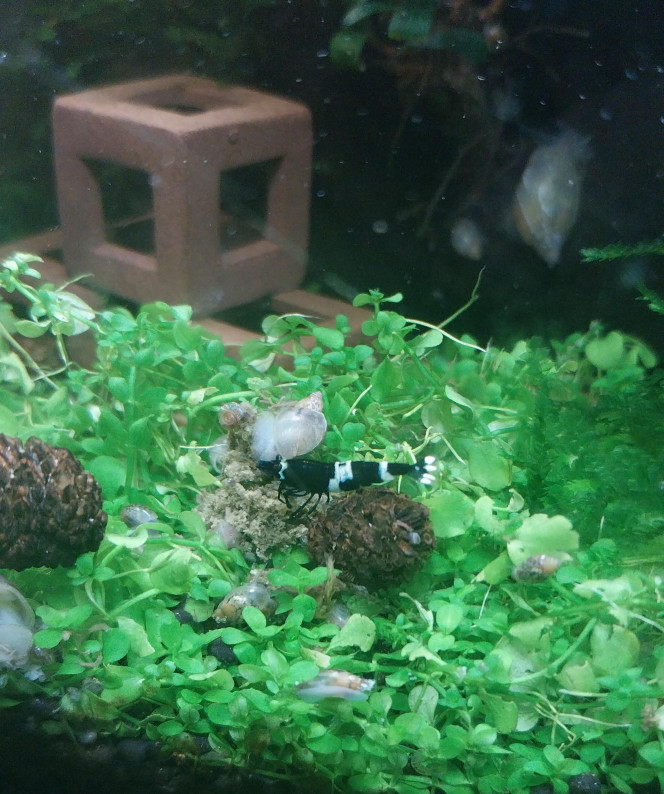 Ah les creu creu creuuu dans leur comportements Mes ptites blue/black panda
4 femelles de grainées. Il me tarde de voir les 1er zoé voir leur différents "patron" ???
Roulette russe ?