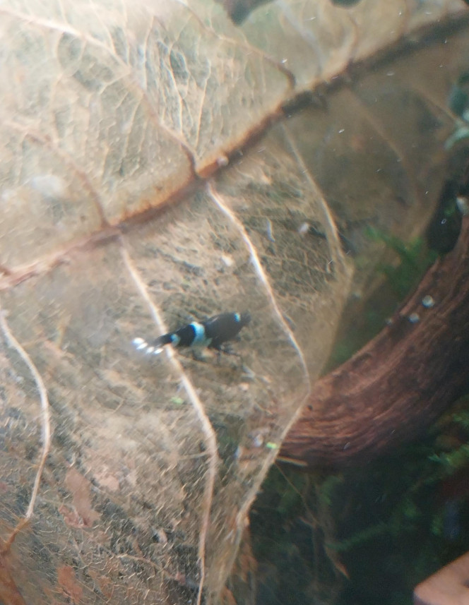 Ah les creu creu creuuu dans leur comportements Mes ptites blue/black panda
4 femelles de grainées. Il me tarde de voir les 1er zoé voir leur différents "patron" ???
Roulette russe ?