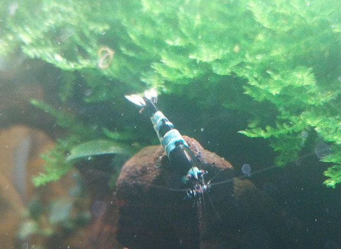 Ah les creu creu creuuu dans leur comportements Mes ptites blue/black panda
4 femelles de grainées. Il me tarde de voir les 1er zoé voir leur différents "patron" ???
Roulette russe ?