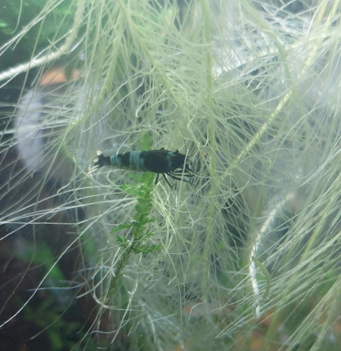 Ah les creu creu creuuu dans leur comportements Mes ptites blue/black panda
4 femelles de grainées. Il me tarde de voir les 1er zoé voir leur différents "patron" ???
Roulette russe ?