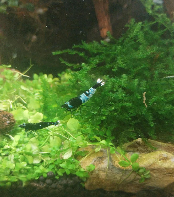 Ah les creu creu creuuu dans leur comportements Mes ptites blue/black panda
4 femelles de grainées. Il me tarde de voir les 1er zoé voir leur différents "patron" ???
Roulette russe ?