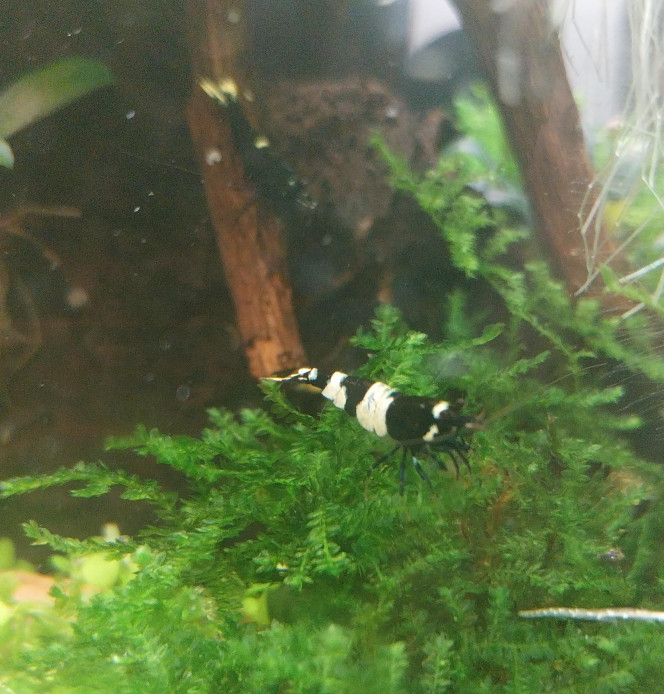 Ah les creu creu creuuu dans leur comportements Mes ptites blue/black panda
4 femelles de grainées. Il me tarde de voir les 1er zoé voir leur différents "patron" ???
Roulette russe ?