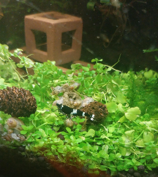 Ah les creu creu creuuu dans leur comportements Mes ptites blue/black panda
4 femelles de grainées. Il me tarde de voir les 1er zoé voir leur différents "patron" ???
Roulette russe ?