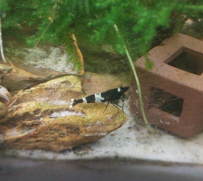 Ah les creu creu creuuu dans leur comportements Mes ptites blue/black panda
4 femelles de grainées. Il me tarde de voir les 1er zoé voir leur différents "patron" ???
Roulette russe ?