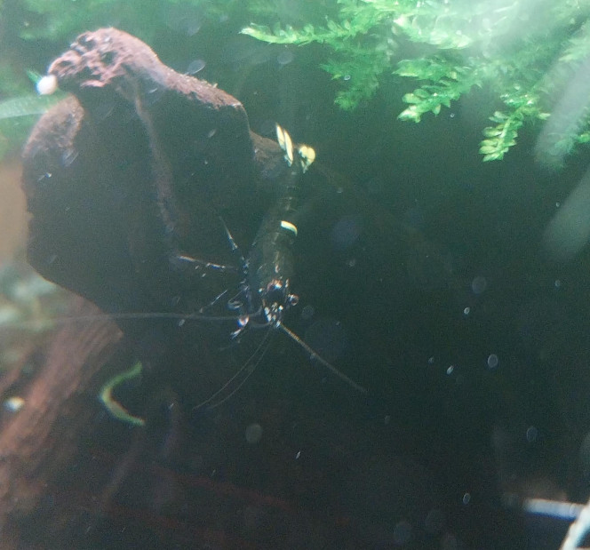 Ah les creu creu creuuu dans leur comportements Mes ptites blue/black panda
4 femelles de grainées. Il me tarde de voir les 1er zoé voir leur différents "patron" ???
Roulette russe ?