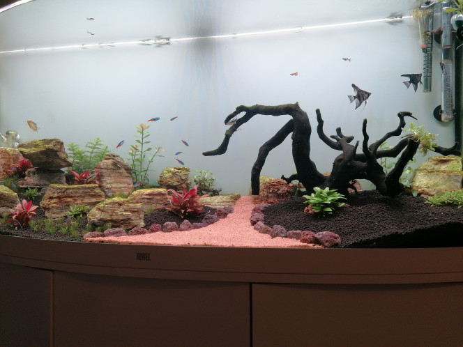 Photographie du post de Barbu62 