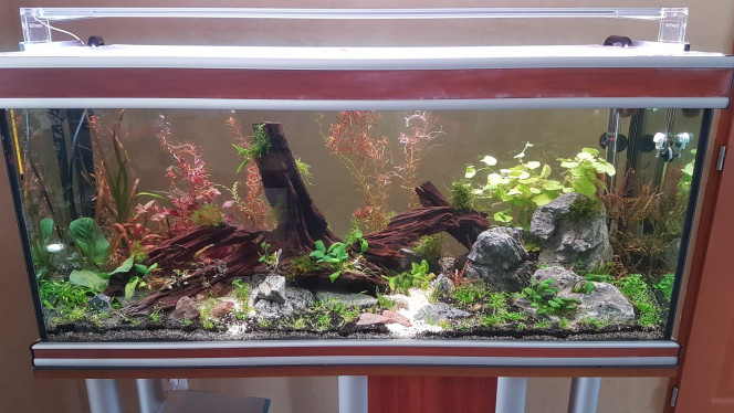 Debut plantation du 20/03/26 démarrage du bac Fond Rotola en cours,  CO2 Démarré, ctrl paramètre