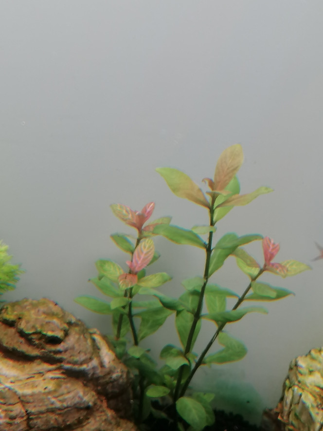 Photographie du post de Barbu62 