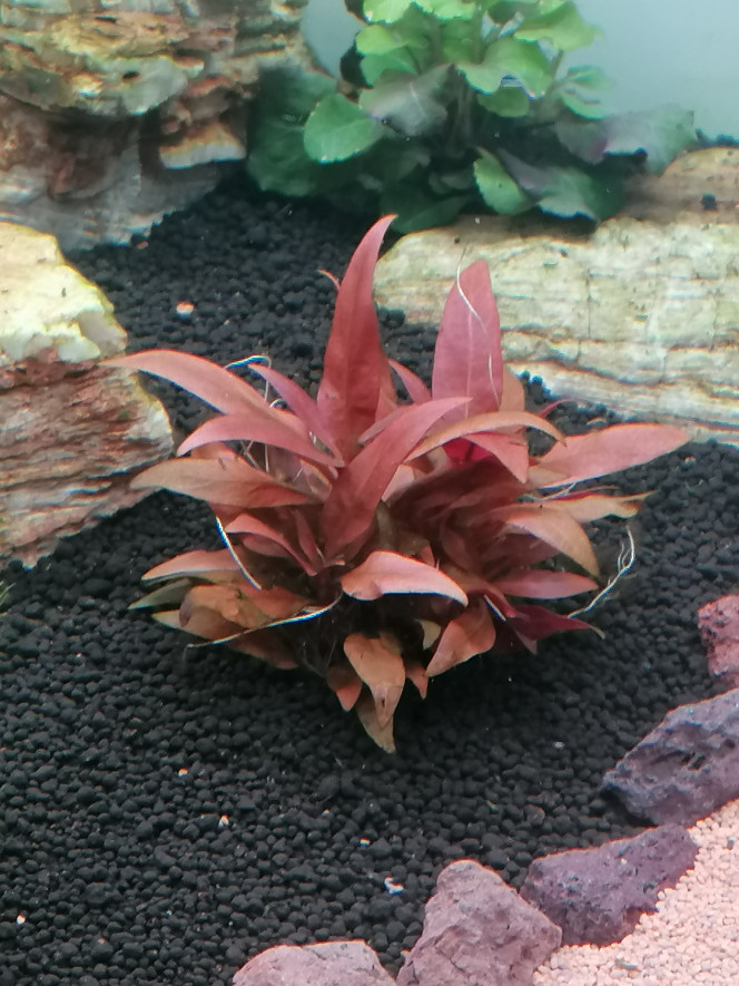 Photographie du post de Barbu62 