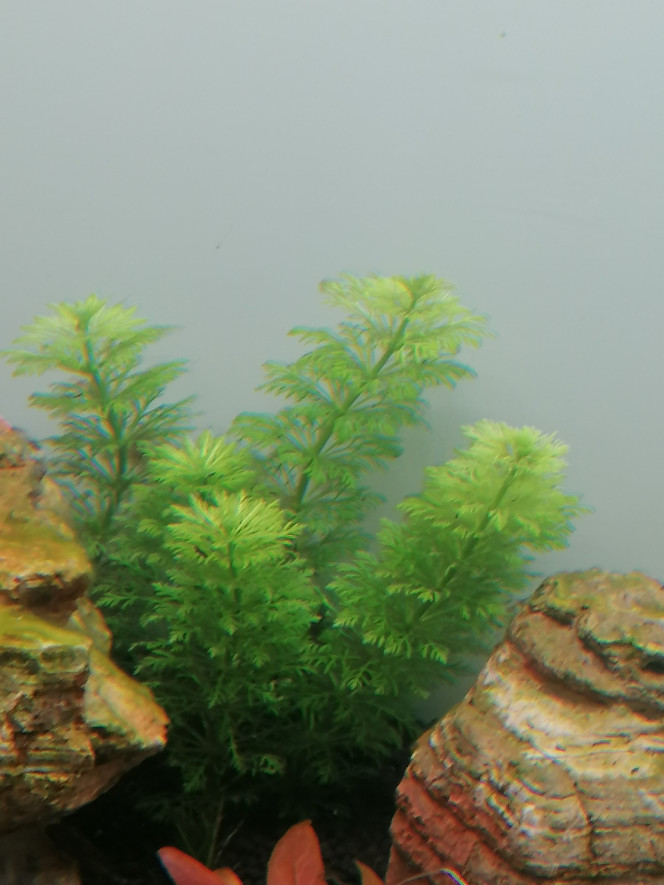 Photographie du post de Barbu62 