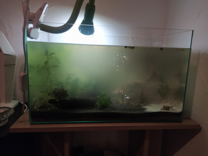 Aquarium low-tech 45L Photo à J2 après mise en eau, on ne voit plus rien ? mais aucune odeur !