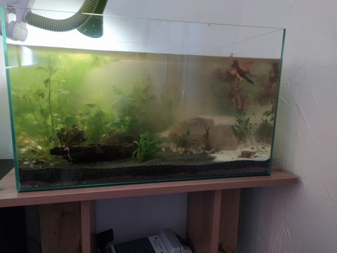 J4 4 jour après la mise en eau, toujours pas d'odeur et surtout ça s'est bien éclairci !! Ouf