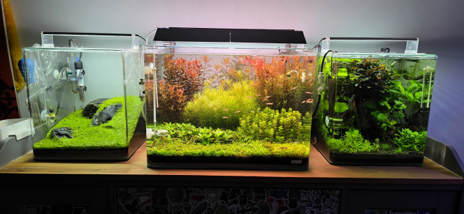 70l hollandais Petite mise à jour de mon bac hollandais.
Jeudi, j’ai introduit 26 Boraras merah ainsi que 4 Caridina multidentata XL, qui seront probablement les seuls habitants de cet aquarium.
L’acclimatation a duré 2h30, compte tenu de l’écart important entre l’eau de maintien d’origine et celle de mon bac. J’ai donc pris le temps nécessaire afin de limiter au maximum le stress des poissons.
Concernant les diatomées, phase quasiment inévitable au démarrage d’un aquarium, elles ont naturellement disparu au fil du temps. Les crevettes japonica termineront le travail de nettoyage.
Durant les trois premiers jours suivant l’introduction, il m’a été difficile de les faire manger, ou du moins de vérifier s’ils se nourrissaient réellement. Étant donné qu’il s’agit de micro-poissons, j’ai dû adapter ma méthode.
J’ai donc mélangé la nourriture en poudre avec un peu d’eau, puis je l’ai injectée directement au centre du banc à l’aide d’une seringue. Cette technique m’a permis de mieux cibler les poissons et de limiter les pertes de nourriture.
Actuellement, je les nourris deux fois par jour. Depuis la mise en place de cette méthode, leur comportement a nettement évolué : ils sont désormais beaucoup plus calmes, ce qui indique qu’ils sont correctement rassasiés. La technique semble donc avoir fait ses preuves.
J’ai également constaté que l’eau de l’aquarium est devenue plus cristalline. L’apport de nourriture favorise probablement l’activité bactérienne, ce qui améliore la filtration biologique.
Cependant, cela implique aussi une augmentation progressive des nitrates (NO3). Il sera donc nécessaire de surveiller ce paramètre et d’ajuster ma fertilisation NPK en conséquence afin d’éviter toute dérive.
Je prévois de réaliser un test NO3 en fin de semaine afin de rééquilibrer si besoin.
Pour le moment, je ne nourris pas les crevettes japonica. Elles se suffisent aux restes de nourriture et aux ressources naturelles présentes dans l’aquarium.
Enfin, je vais probablement tester d’autres types de nourriture pour les Boraras, car même si le nano feed fonctionne, il existe sans doute des alternatives mieux adaptées.
Affaire à suivre.