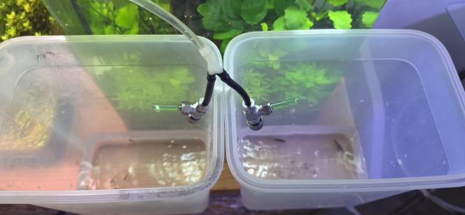 70l hollandais Petite mise à jour de mon bac hollandais.
Jeudi, j’ai introduit 26 Boraras merah ainsi que 4 Caridina multidentata XL, qui seront probablement les seuls habitants de cet aquarium.
L’acclimatation a duré 2h30, compte tenu de l’écart important entre l’eau de maintien d’origine et celle de mon bac. J’ai donc pris le temps nécessaire afin de limiter au maximum le stress des poissons.
Concernant les diatomées, phase quasiment inévitable au démarrage d’un aquarium, elles ont naturellement disparu au fil du temps. Les crevettes japonica termineront le travail de nettoyage.
Durant les trois premiers jours suivant l’introduction, il m’a été difficile de les faire manger, ou du moins de vérifier s’ils se nourrissaient réellement. Étant donné qu’il s’agit de micro-poissons, j’ai dû adapter ma méthode.
J’ai donc mélangé la nourriture en poudre avec un peu d’eau, puis je l’ai injectée directement au centre du banc à l’aide d’une seringue. Cette technique m’a permis de mieux cibler les poissons et de limiter les pertes de nourriture.
Actuellement, je les nourris deux fois par jour. Depuis la mise en place de cette méthode, leur comportement a nettement évolué : ils sont désormais beaucoup plus calmes, ce qui indique qu’ils sont correctement rassasiés. La technique semble donc avoir fait ses preuves.
J’ai également constaté que l’eau de l’aquarium est devenue plus cristalline. L’apport de nourriture favorise probablement l’activité bactérienne, ce qui améliore la filtration biologique.
Cependant, cela implique aussi une augmentation progressive des nitrates (NO3). Il sera donc nécessaire de surveiller ce paramètre et d’ajuster ma fertilisation NPK en conséquence afin d’éviter toute dérive.
Je prévois de réaliser un test NO3 en fin de semaine afin de rééquilibrer si besoin.
Pour le moment, je ne nourris pas les crevettes japonica. Elles se suffisent aux restes de nourriture et aux ressources naturelles présentes dans l’aquarium.
Enfin, je vais probablement tester d’autres types de nourriture pour les Boraras, car même si le nano feed fonctionne, il existe sans doute des alternatives mieux adaptées.
Affaire à suivre.