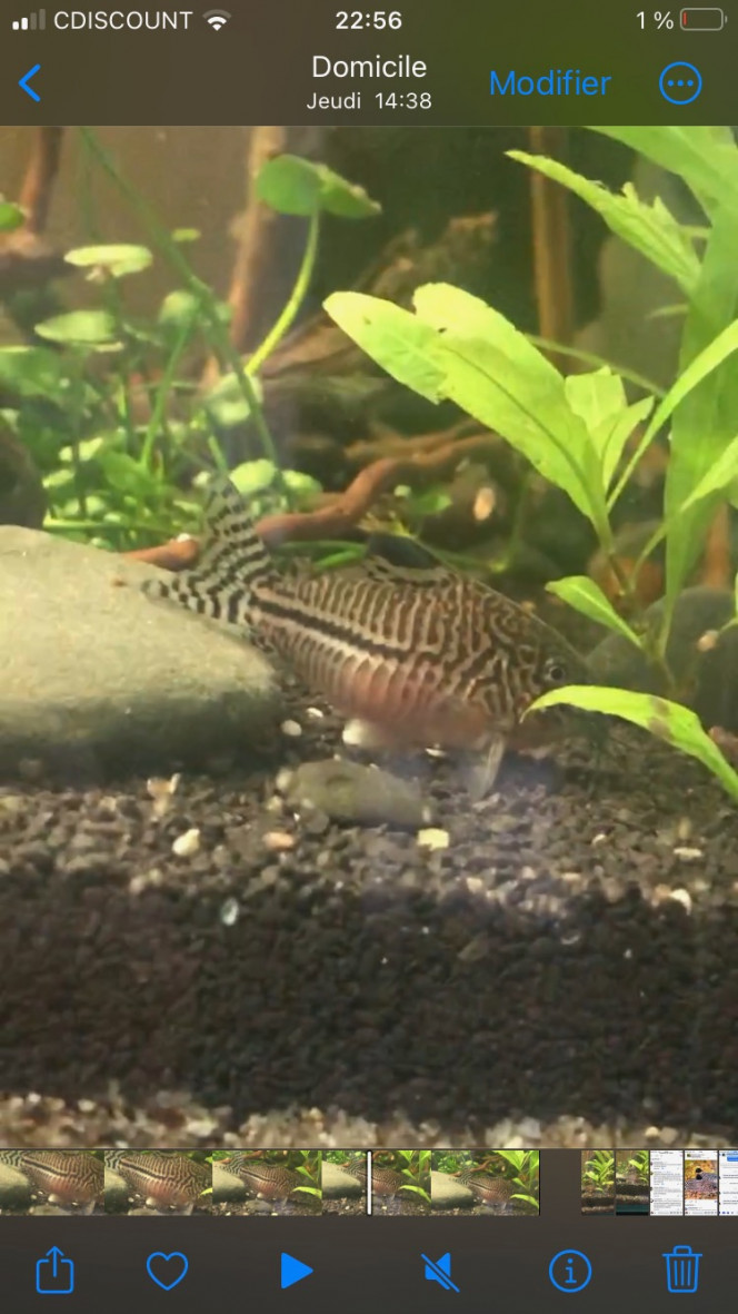 Photographie du post de LaRenardouce 