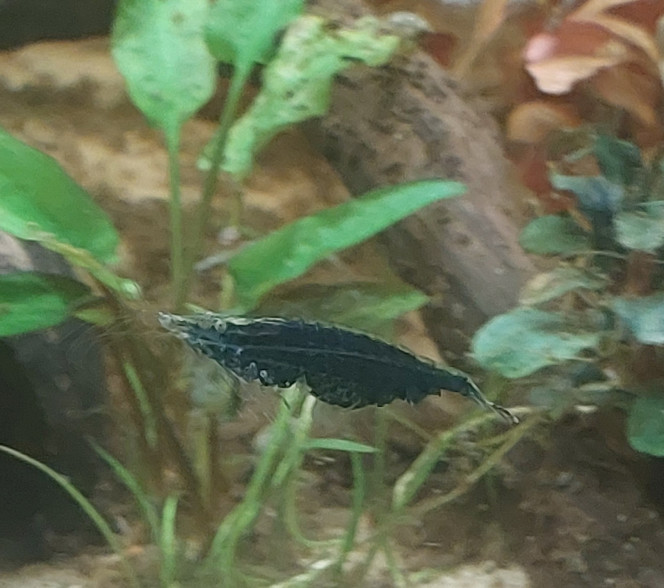 Photographie du post de Nymeria 