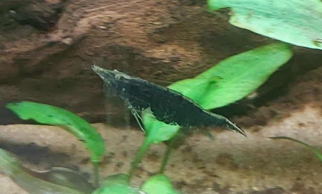 Photographie du post de Nymeria 