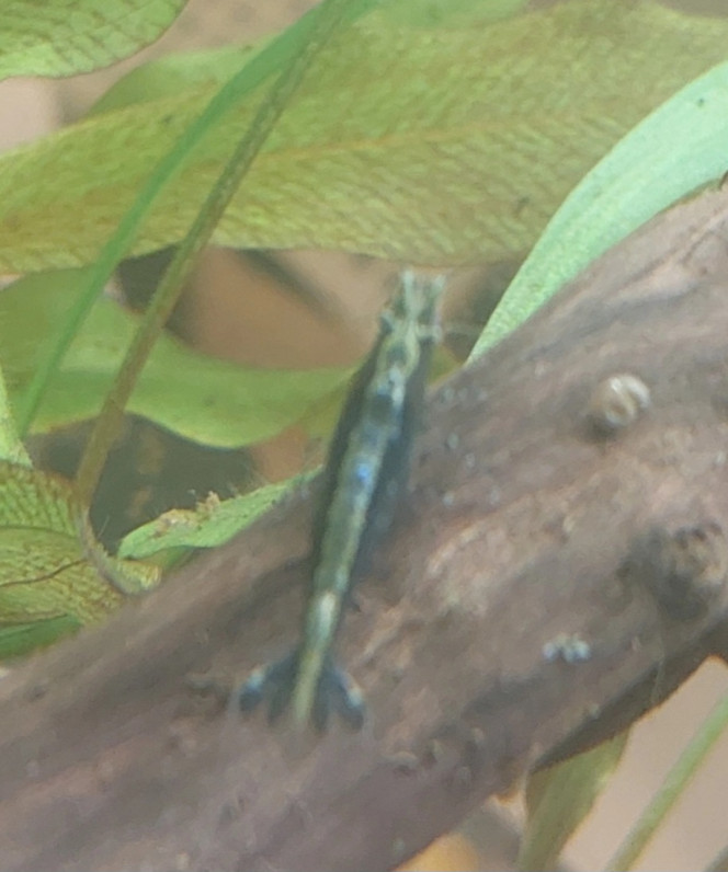 Photographie du post de Nymeria 