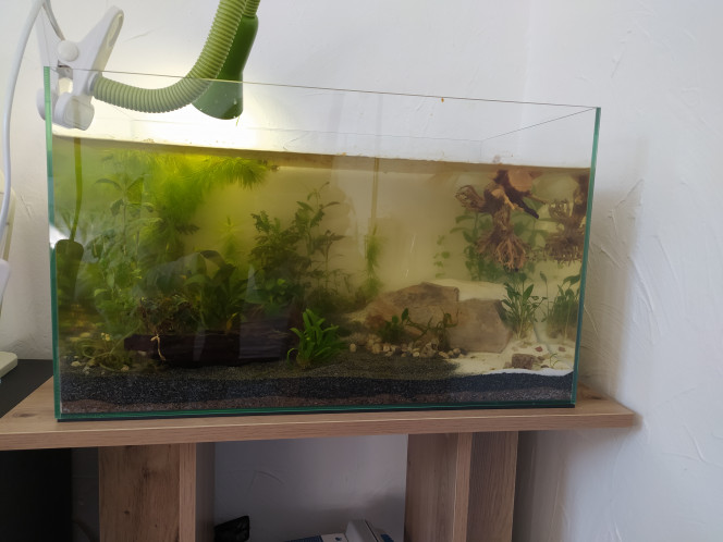 J5 5 jours après la mise en eau, encore plus limpide, quasiment comme au début, on voit même des nouvelles pousses !
+ un tout petit nettoyage pour refaire tenir le ceratophyllum avec un caillou
+ ajout d'un peu d'eau en plus