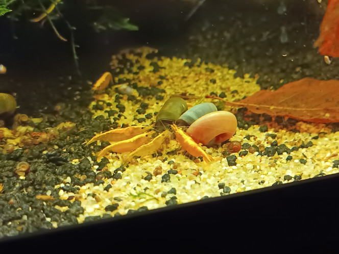 La petite jungle Beaucoup de plantes, un peu de petits poissons, quelques invertébrés... Ça pousse.