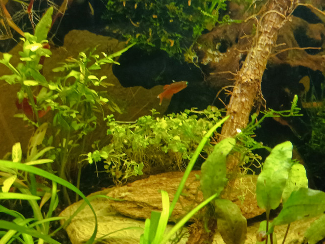 La petite jungle Beaucoup de plantes, un peu de petits poissons, quelques invertébrés... Ça pousse.