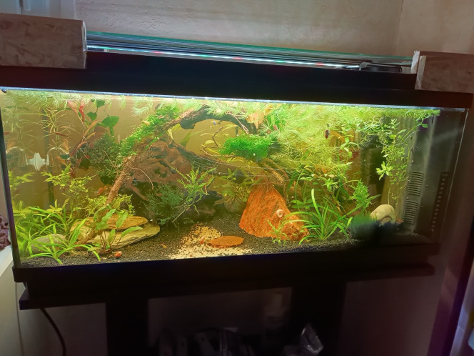 La petite jungle Beaucoup de plantes, un peu de petits poissons, quelques invertébrés... Ça pousse.