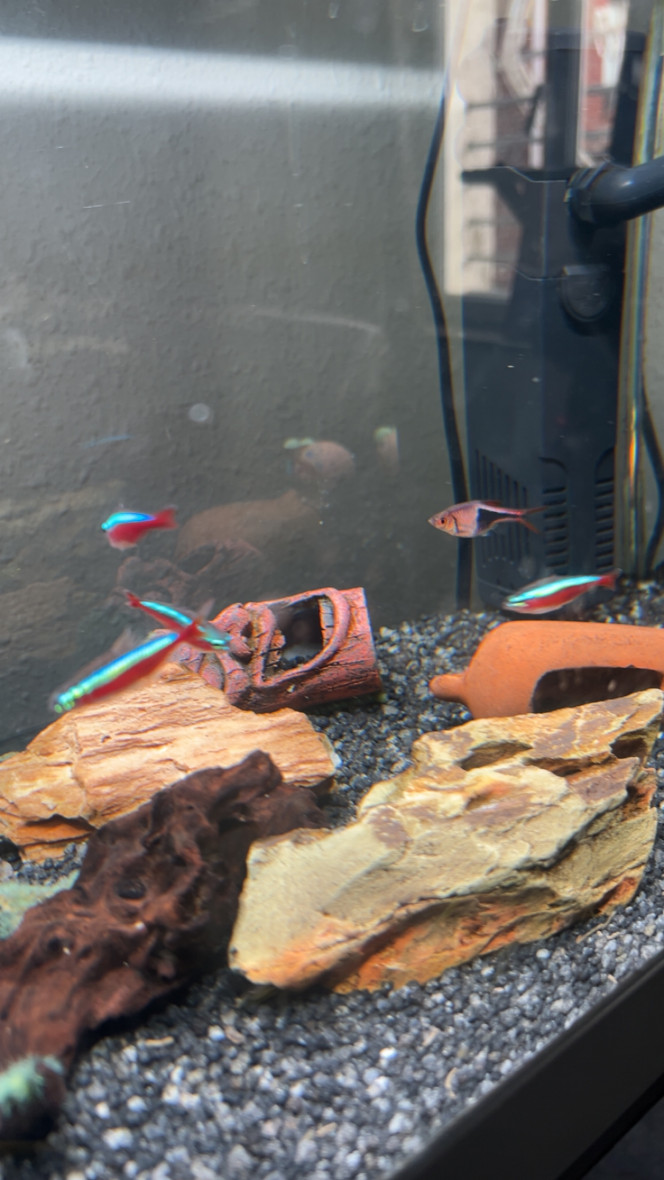 Photographie du post de LeaLea 