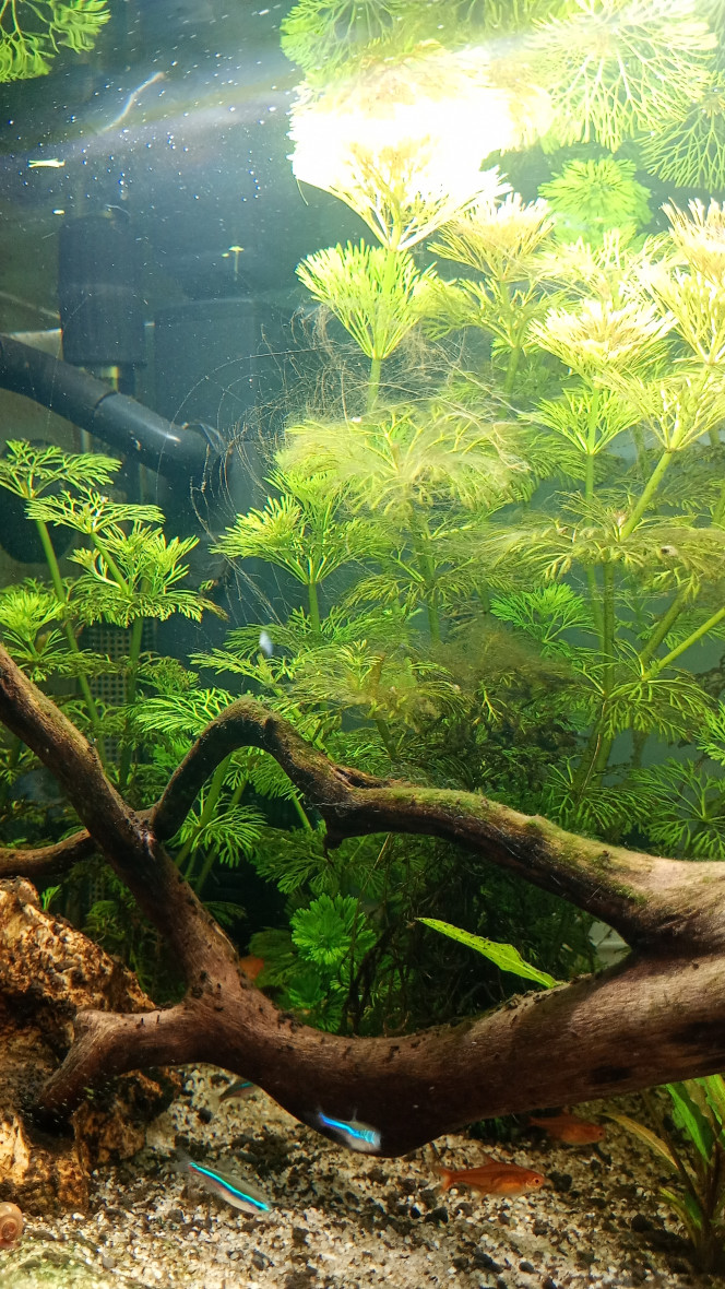 Photographie du post de Noobaqua 