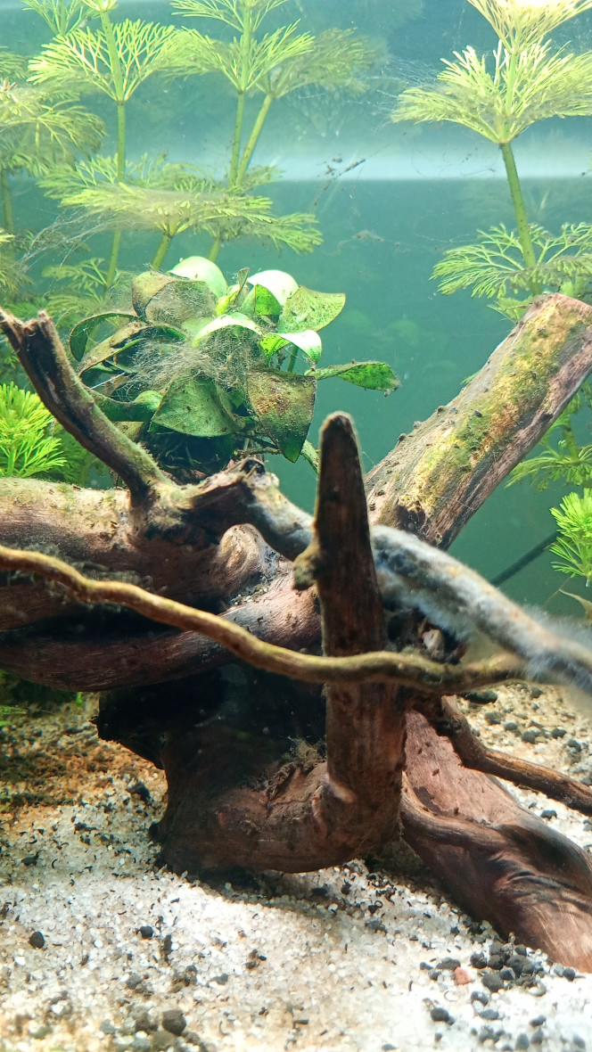 Photographie du post de Noobaqua 