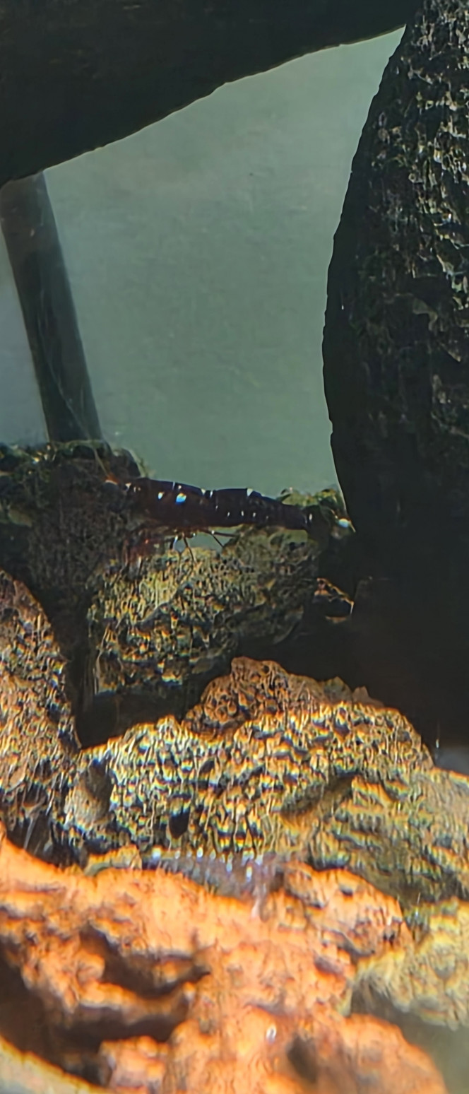 Marlenae femelles grainées cachée 