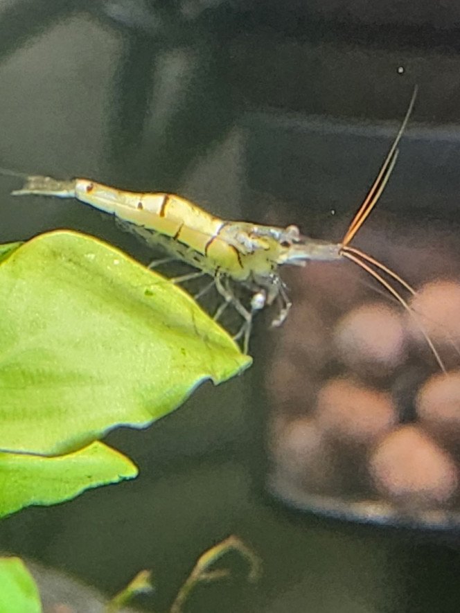 Sulawesi snow zébra 