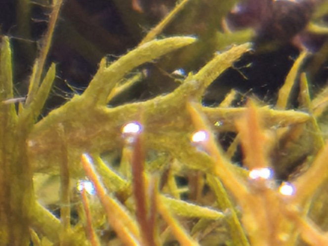 Photographie du post de Loran 