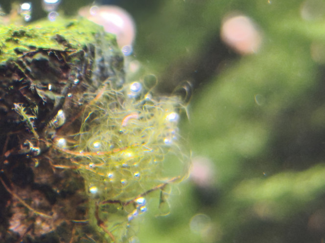 Photographie du post de Loran 